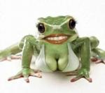 Фотография Charming Frog