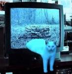 Фотография Mira45