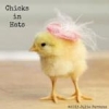 Chick in Hat